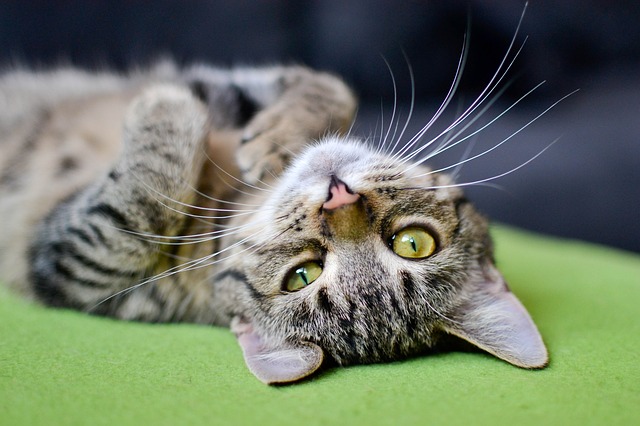 gatto a pancia sopra