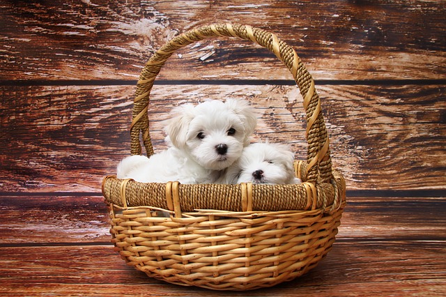 cuccioli nel cesto