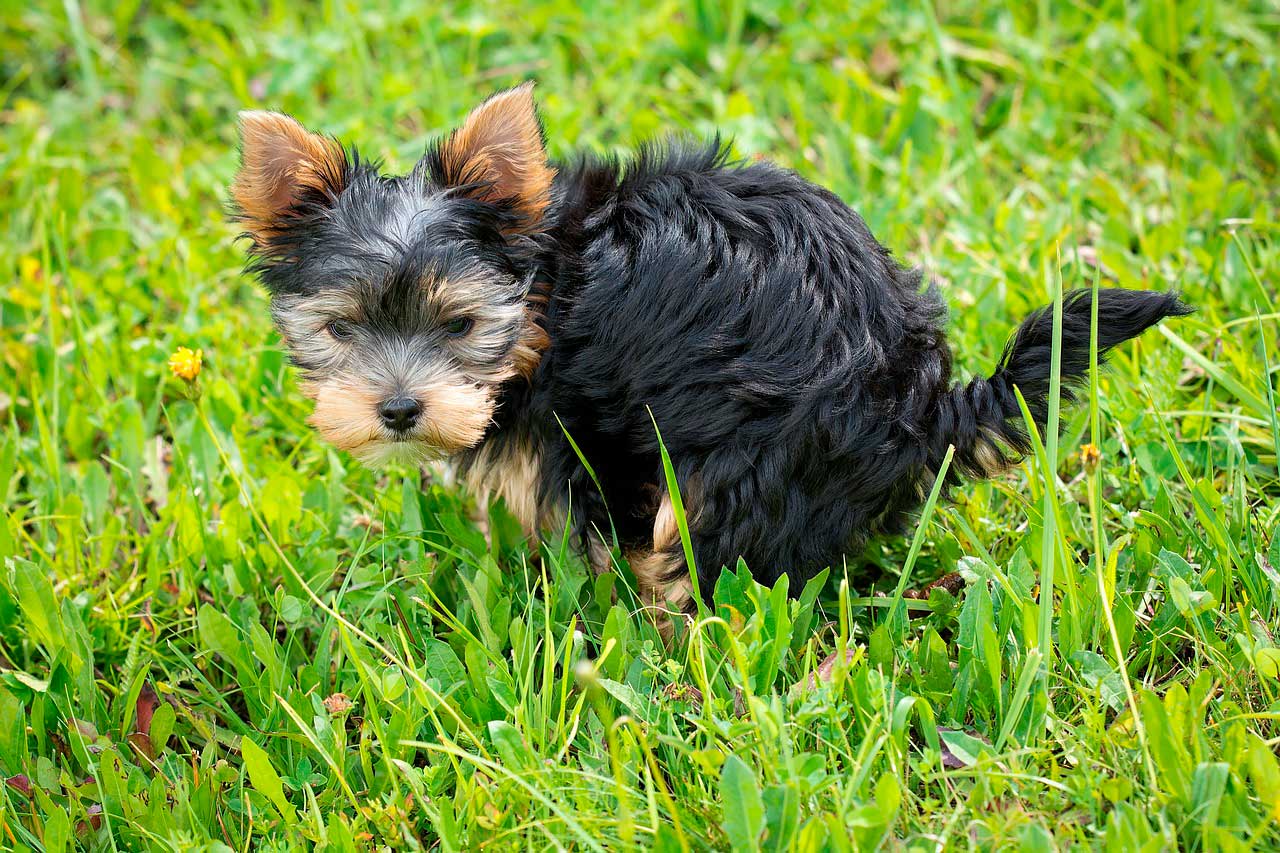 cane fa bisogni sul prato