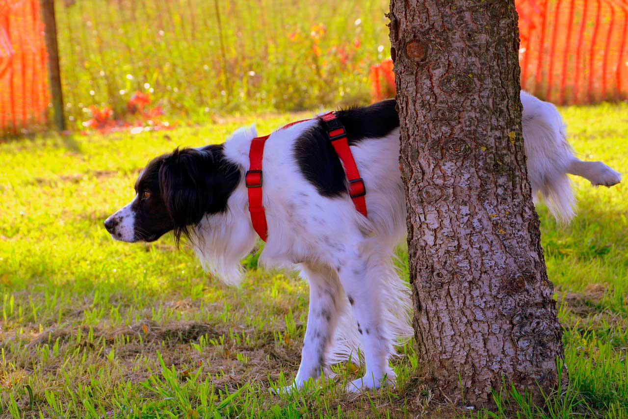 incontinenza urinaria animali