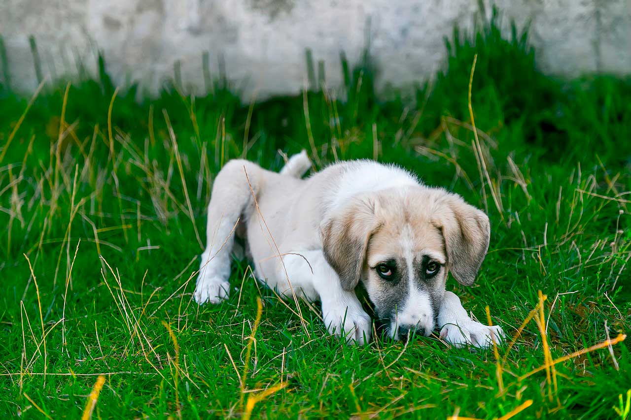 cane sul prato