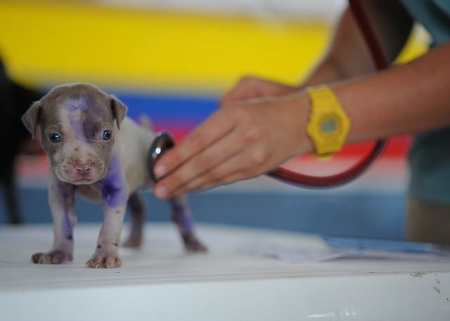 visita a cucciolo