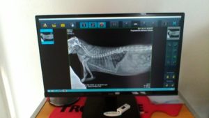 visite-cliniche