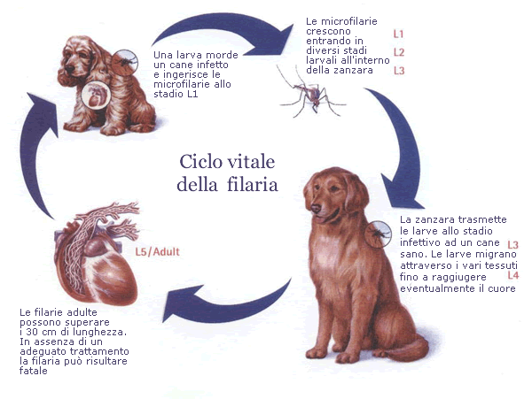 filariosi