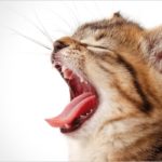 gatto bocca aperta