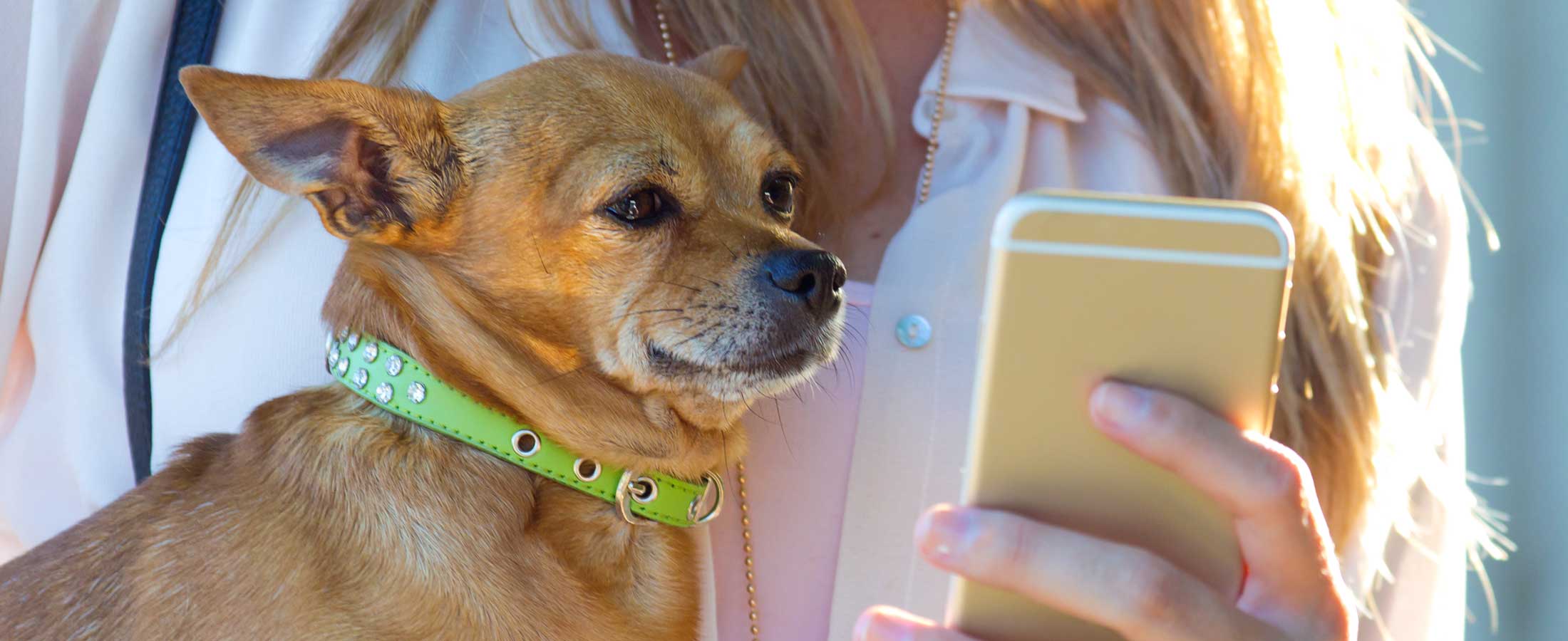 cane legge le news del blog su smartphone